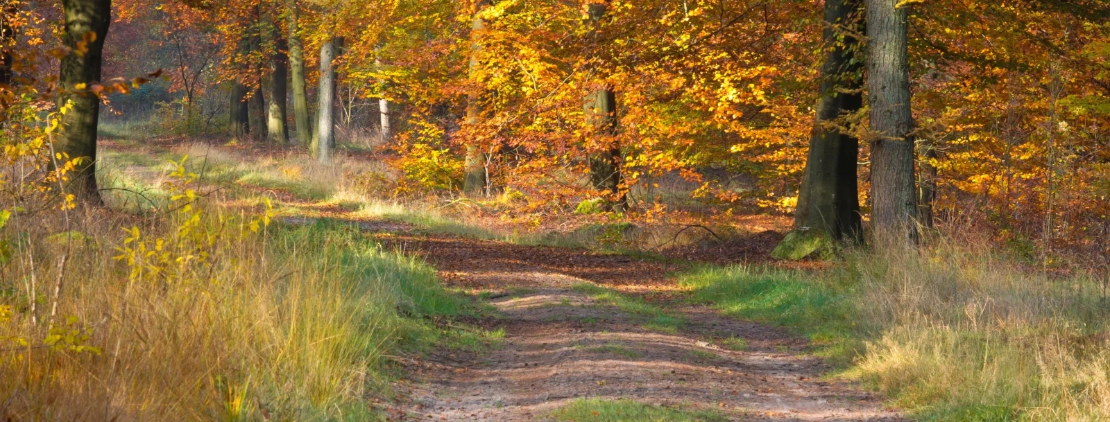 Impressie van Aa en Hunze, bosrijk gebied