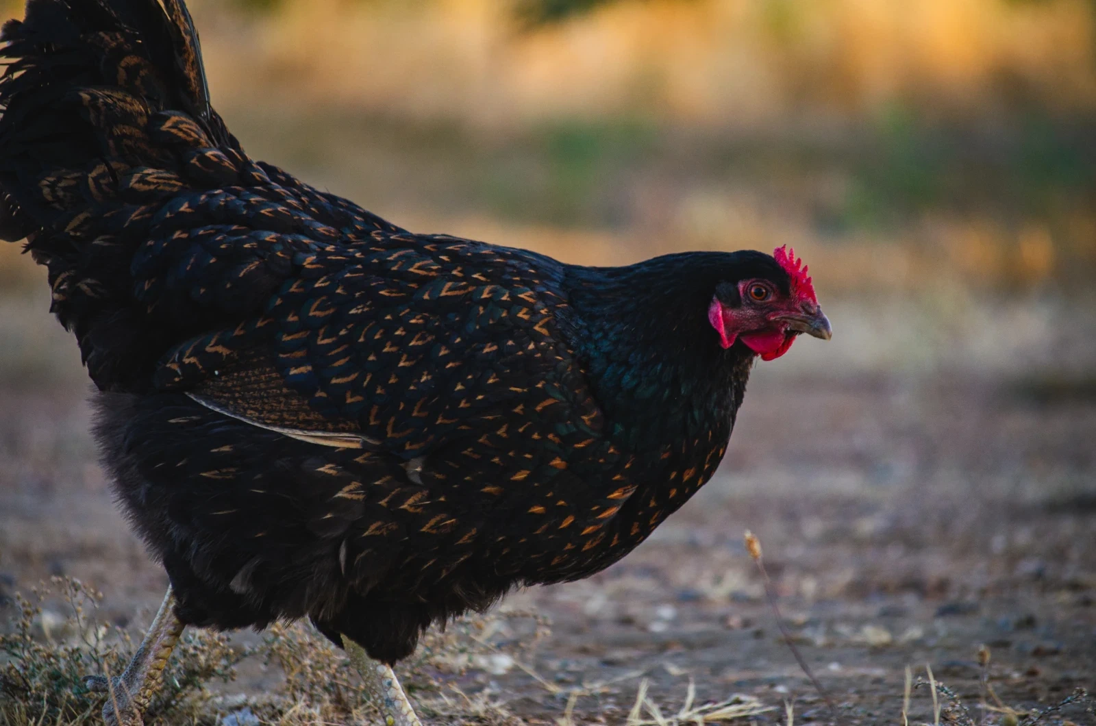 Een echte Barnevelder (kip)
