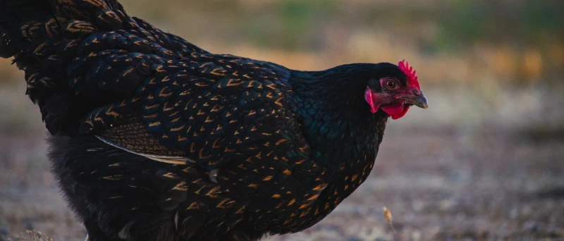 Een echte Barnevelder (kip)