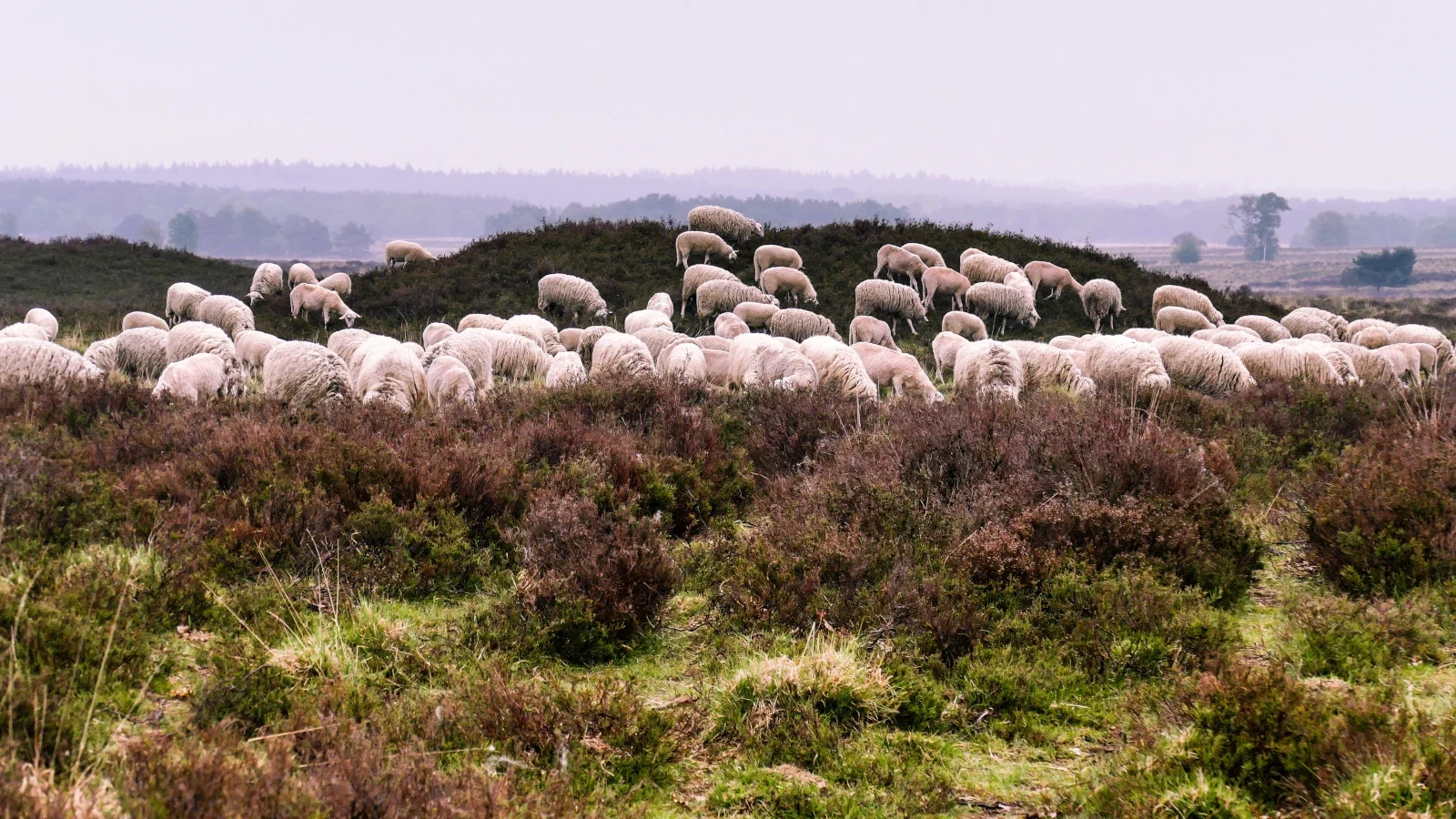 Luchtfoto van de bosrijke omgeving in Ermelo