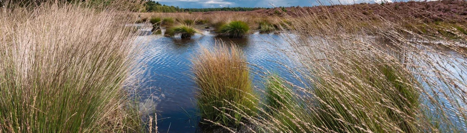 Zicht op de natuurlijke omgeving van de gemeente Heerde