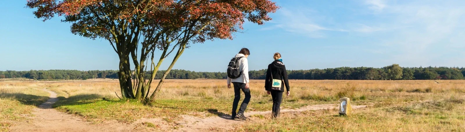 Zicht op de heide rondom Hilversum