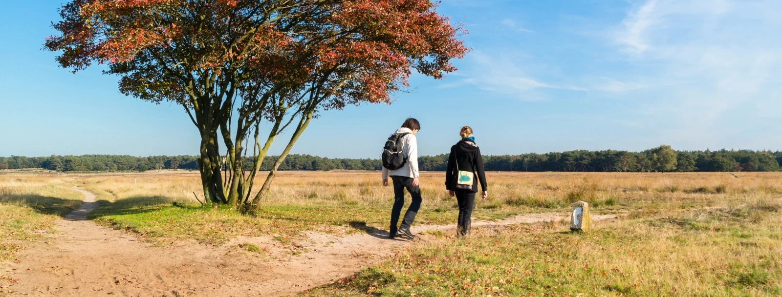 Zicht op de heide rondom Hilversum